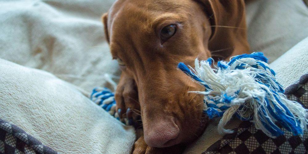 The Best Dog Toys for Aggressive Chewers