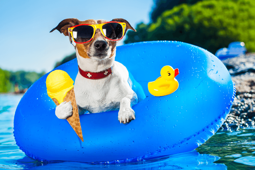 Ice Pops for Dogs: Refreshing Pupsicles Treats to Beat the Heat for Your Furry Friends 🐶🍦