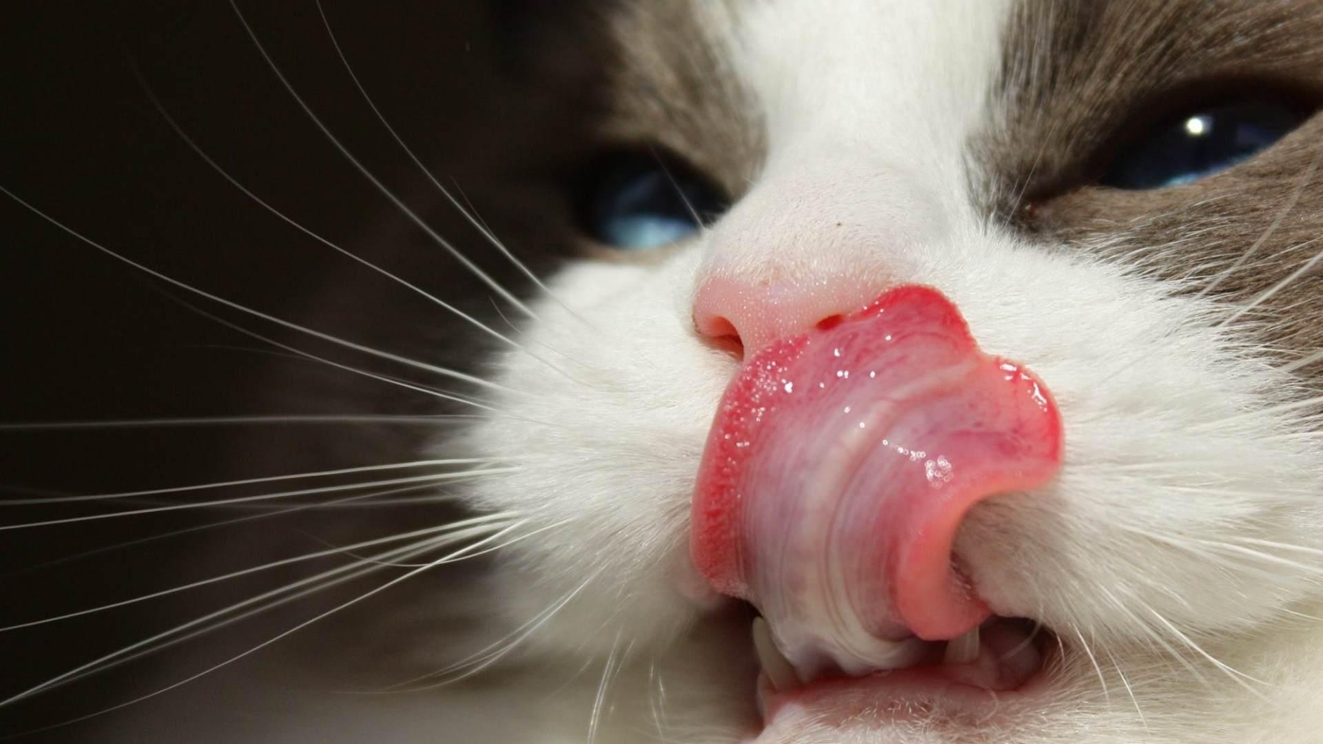 Lick Mats for Cats: The Benefits, Recipes and Hygiene