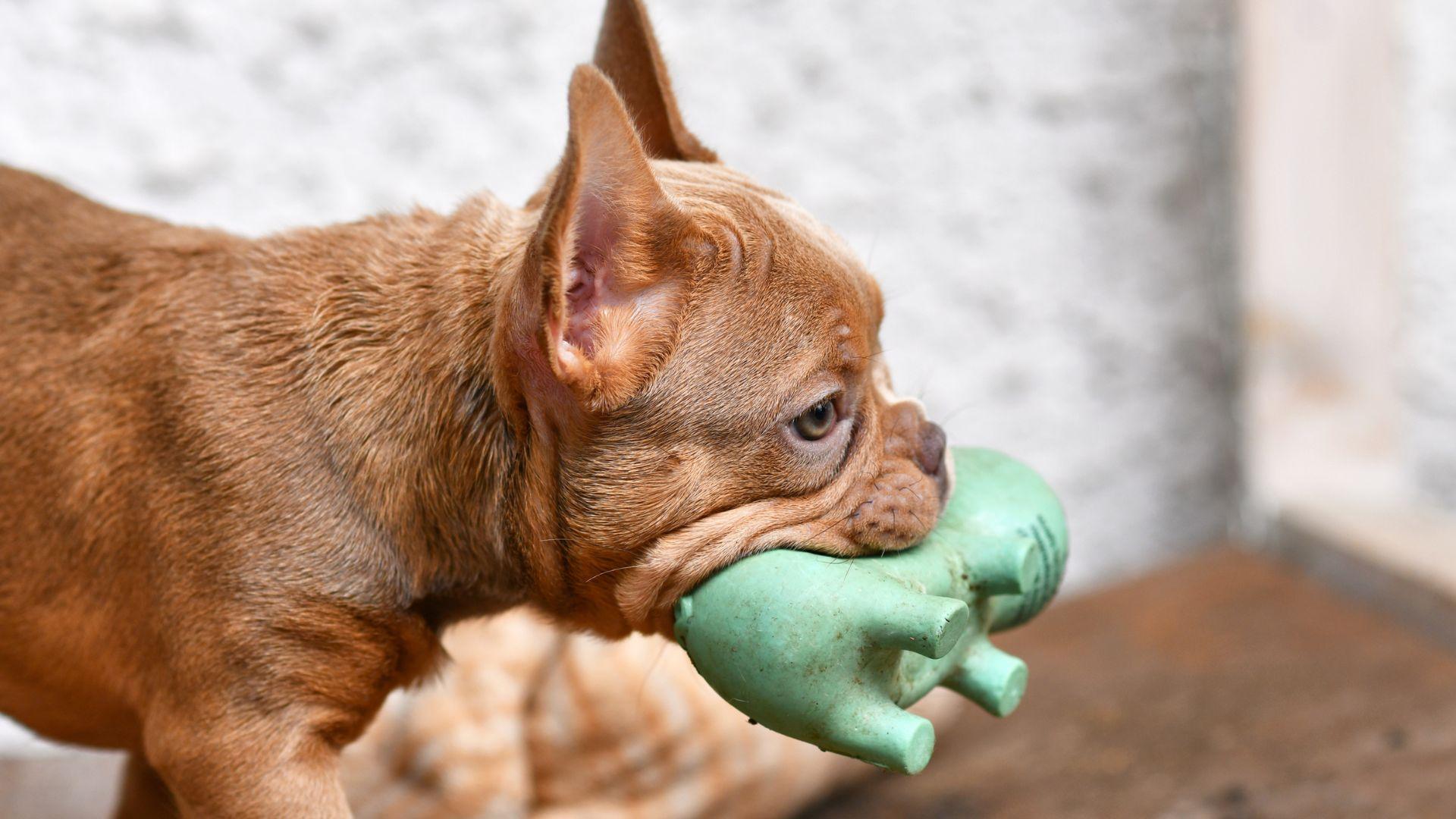 The Best Squeaky Dog Toys of 2024