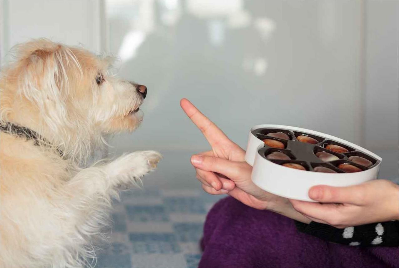 Dangerous Foods Your Dog Should Never Eat