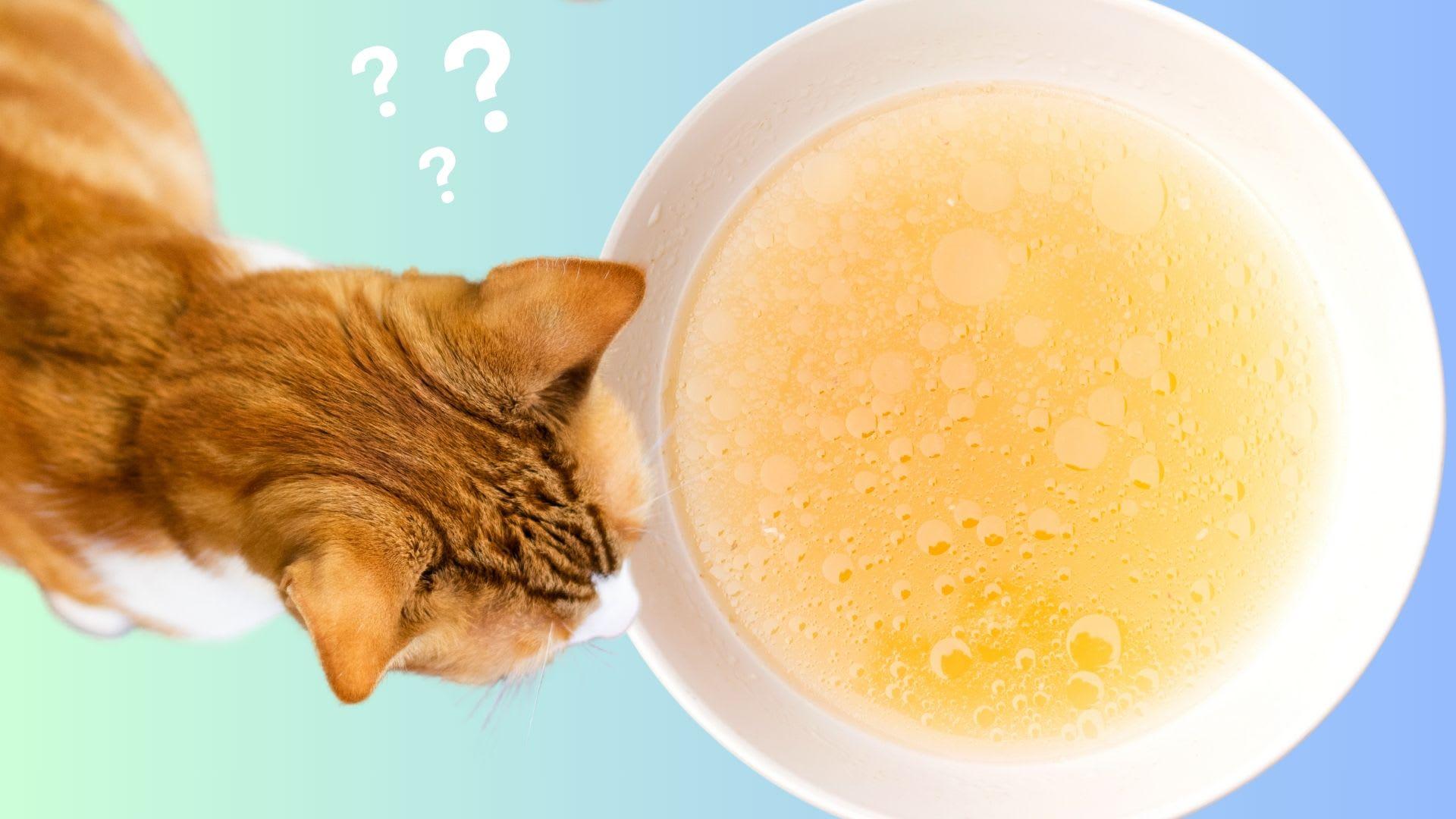 Can Cats Have Chicken Broth? Benefits, Risks, and Safe Recipes
