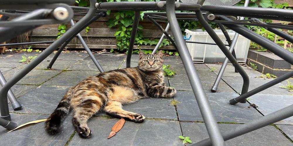 The Best Toys For Bored Cats The Best Sitters Pet Sitting Pet the-best-toys-for-bored-cats-the-best-sitters-pet-sitting-pet